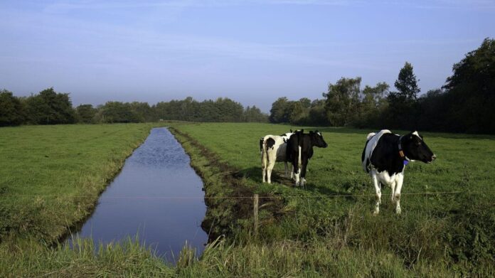 Peilverlaging veenweide