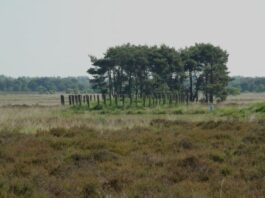 Onderzoek: Brabant voldoet niet aan Europese regels bij aanpak droogte