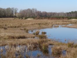 Wetlands